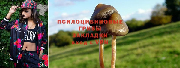 прущие грибы Медвежьегорск
